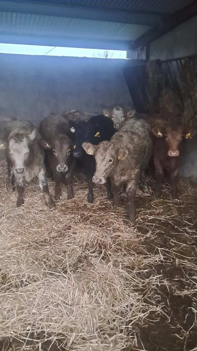 Charolais heifers - Image 4
