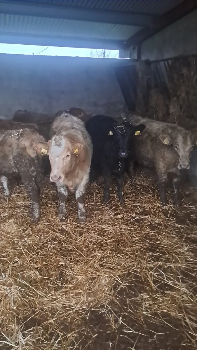 Charolais heifers - Image 1