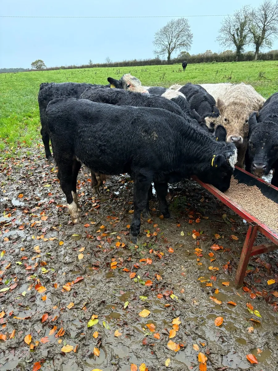 Bull Weanlings - Image 1