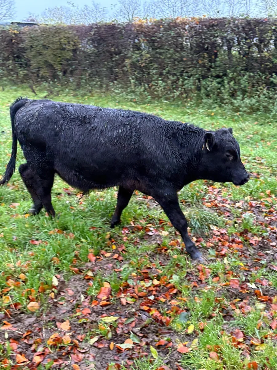 Bull Weanlings - Image 2