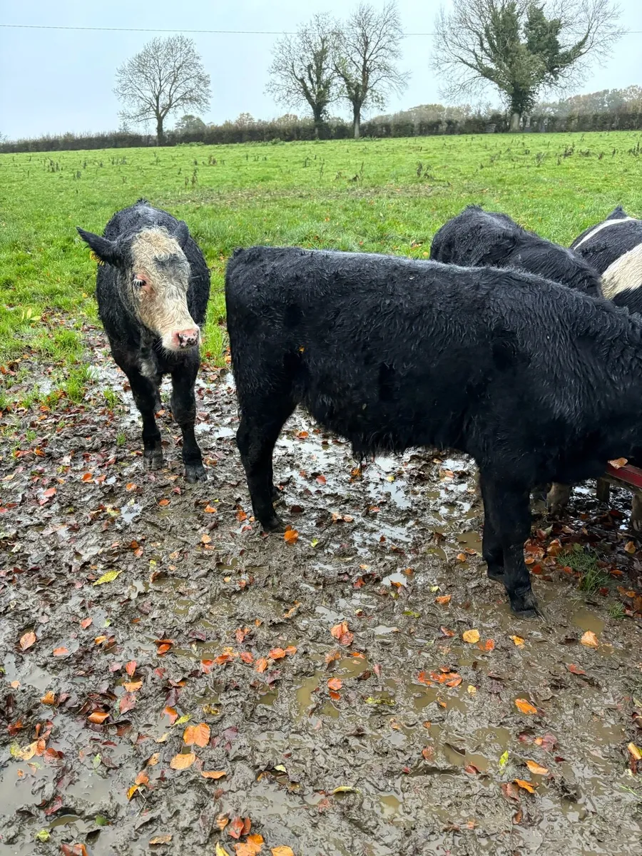 Bull Weanlings - Image 3