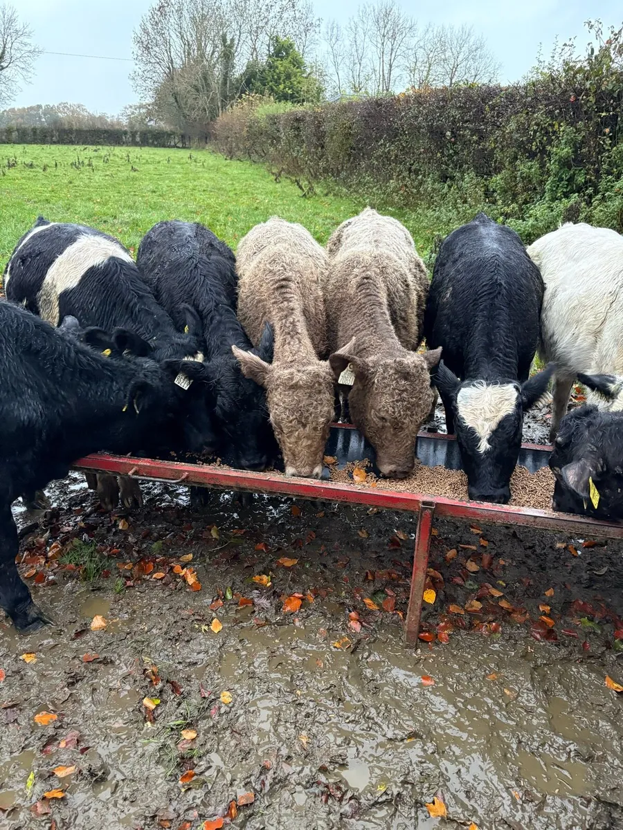 Bull Weanlings - Image 4