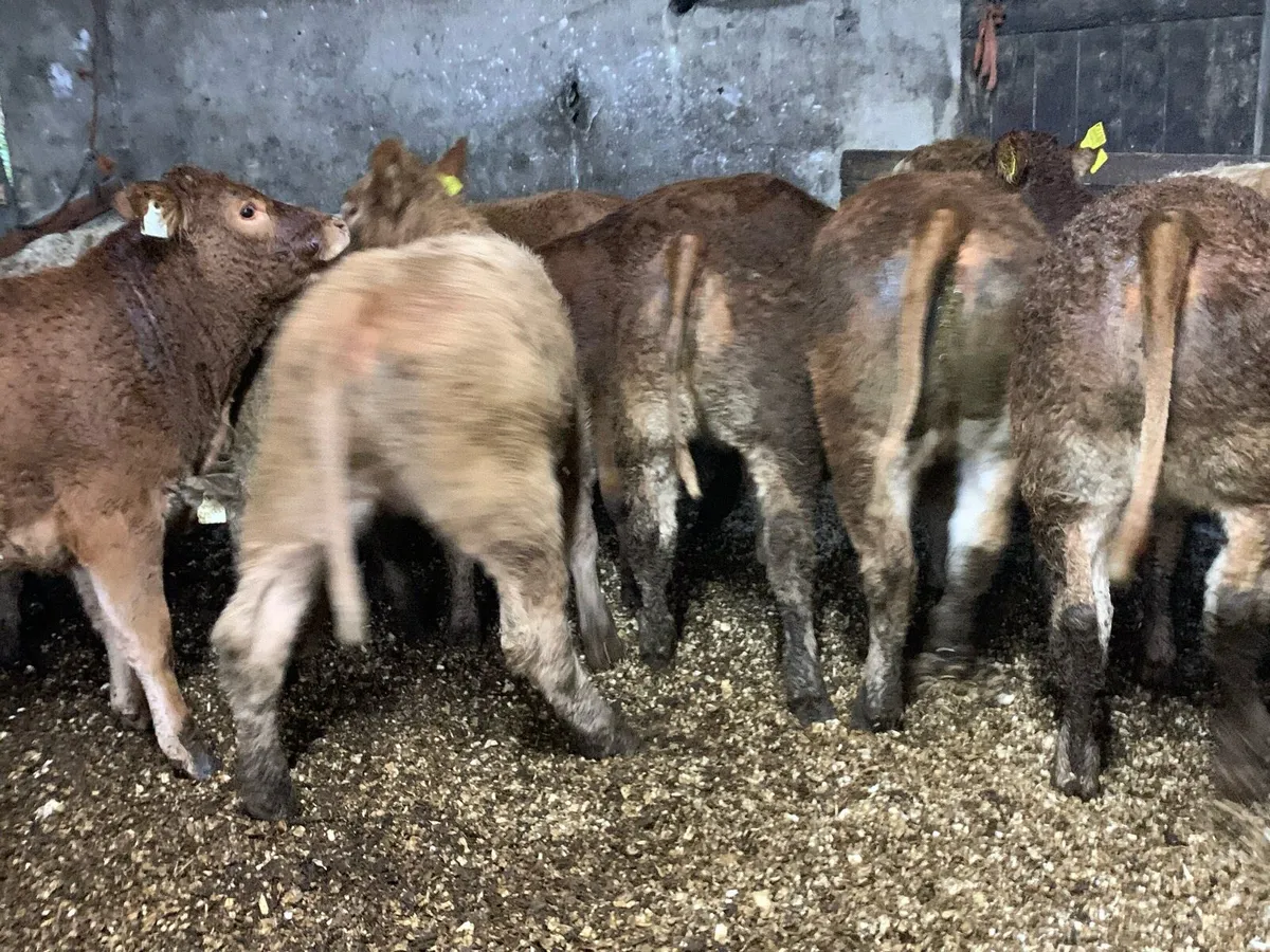 14 super u grade heifers - Image 1