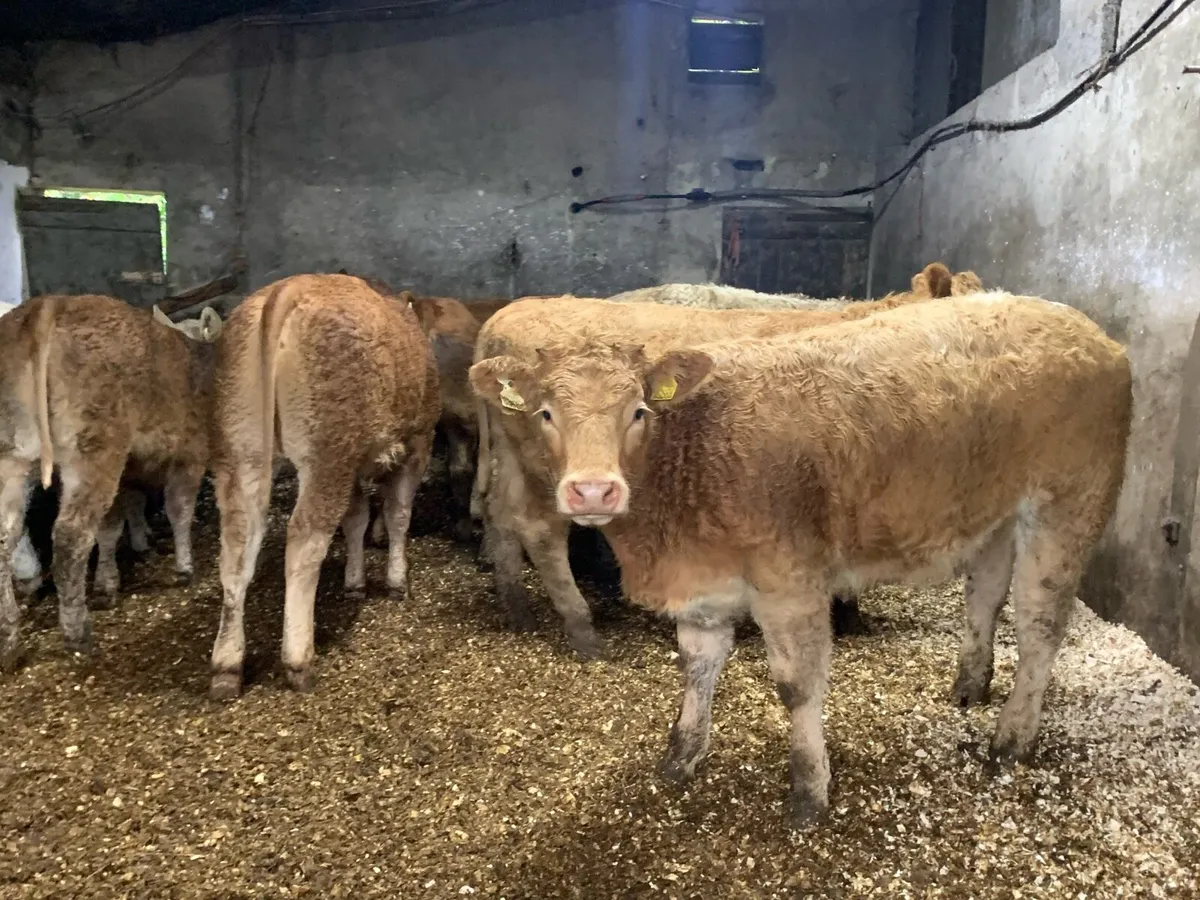 14 super u grade heifers - Image 2