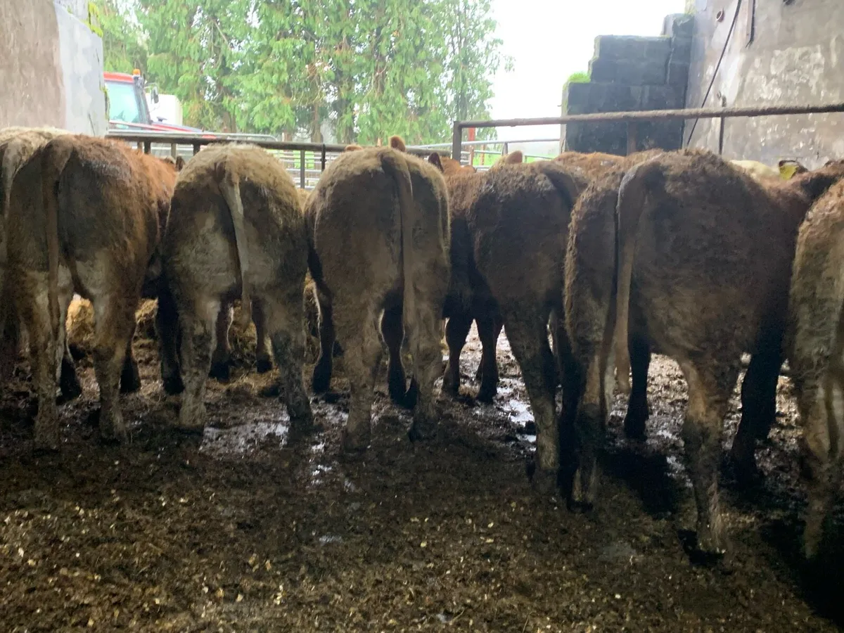 14 super u grade heifers - Image 3