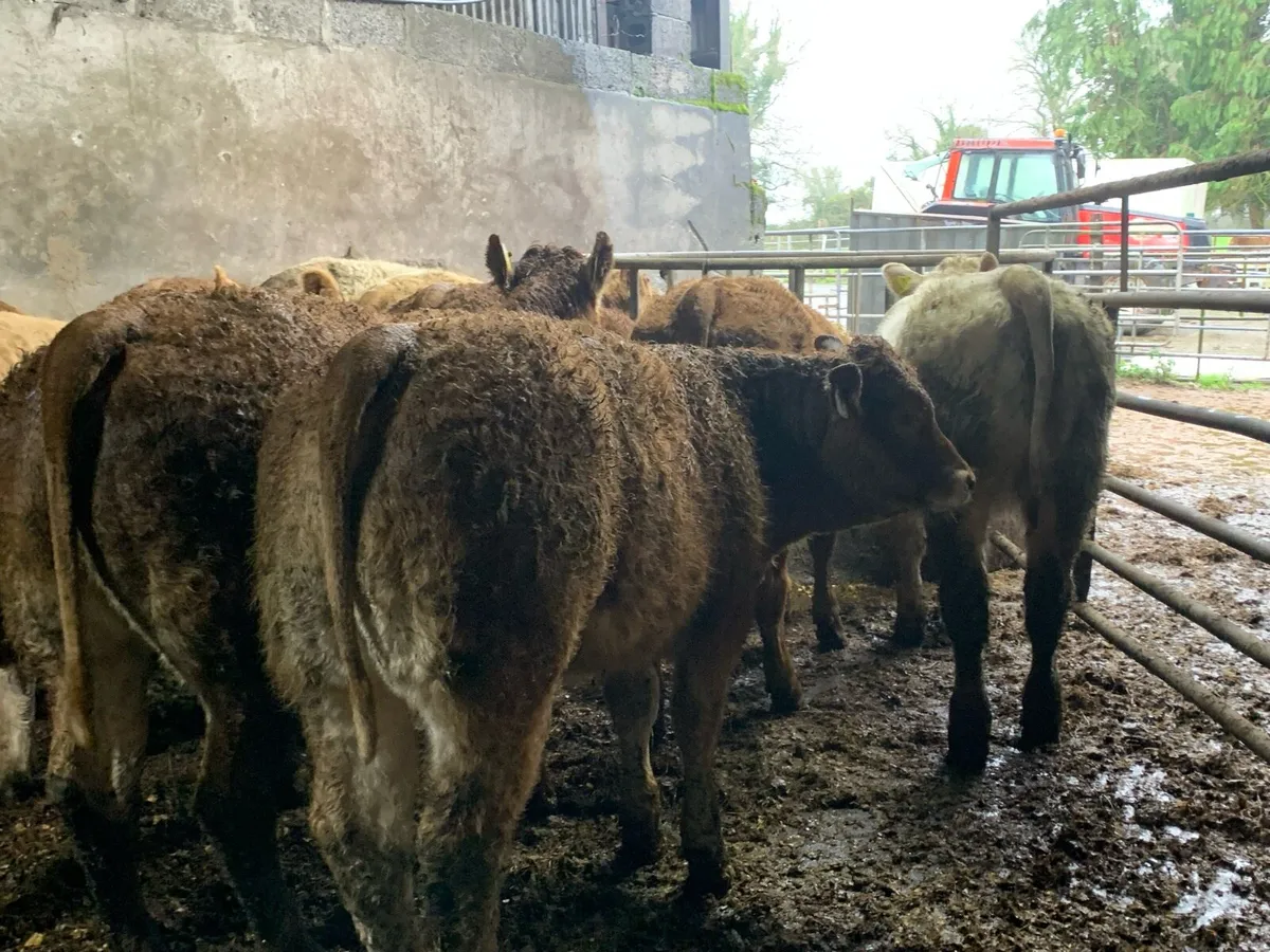 14 super u grade heifers - Image 4