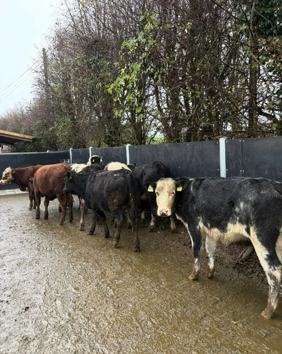 10 super top quality heifers - Image 1