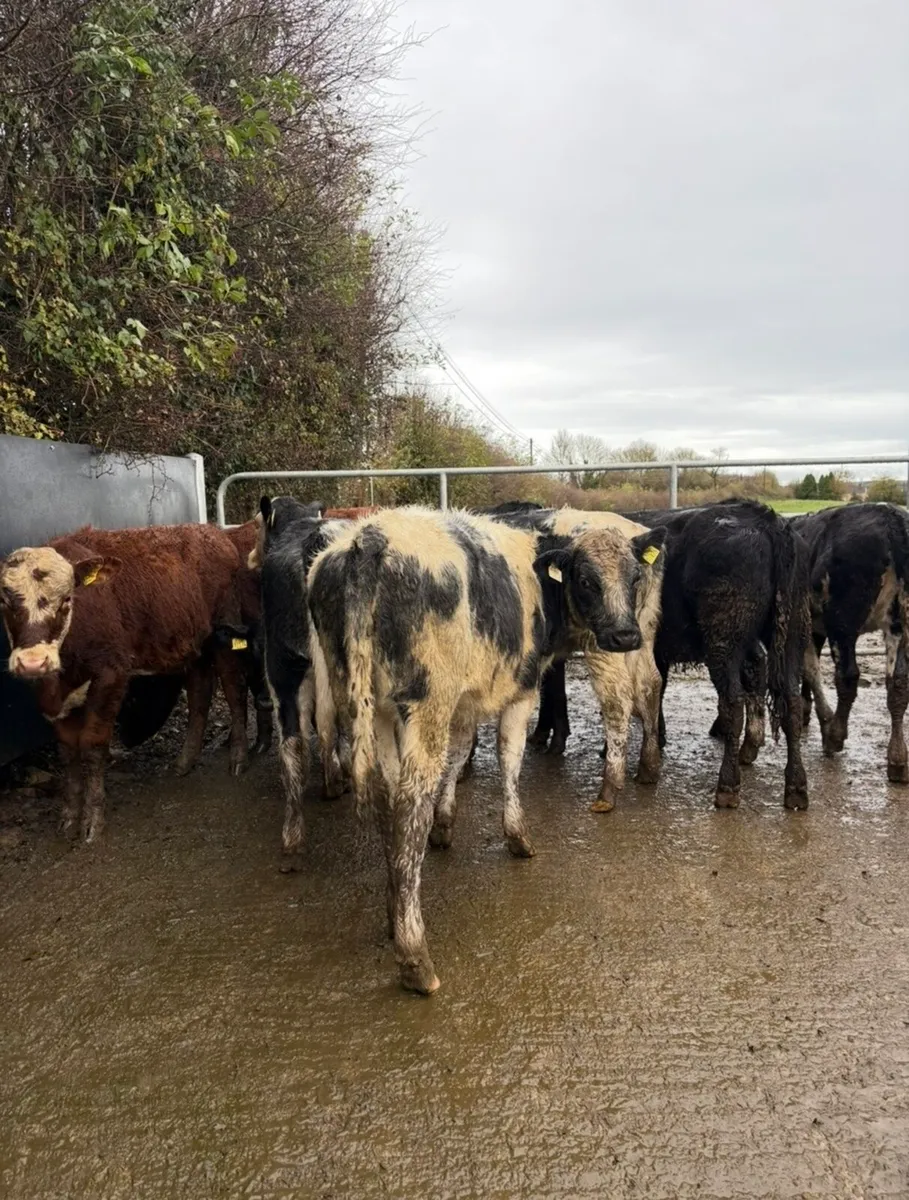 10 super top quality heifers - Image 2