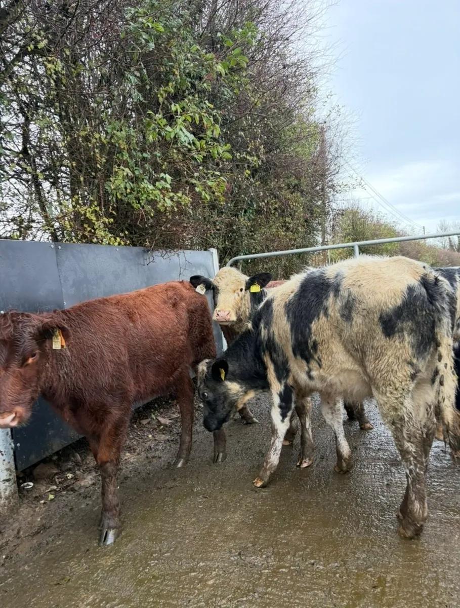 10 super top quality heifers - Image 3