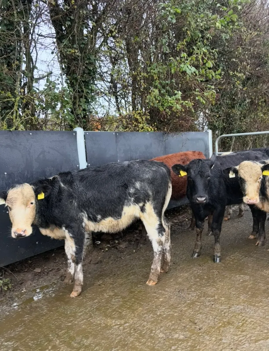 10 super top quality heifers - Image 4