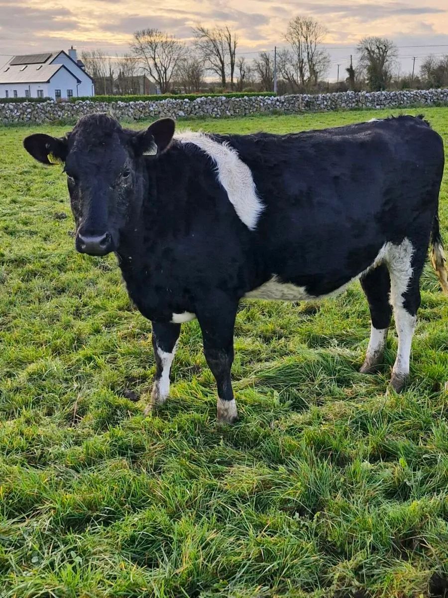 Incalf heifers - Image 2