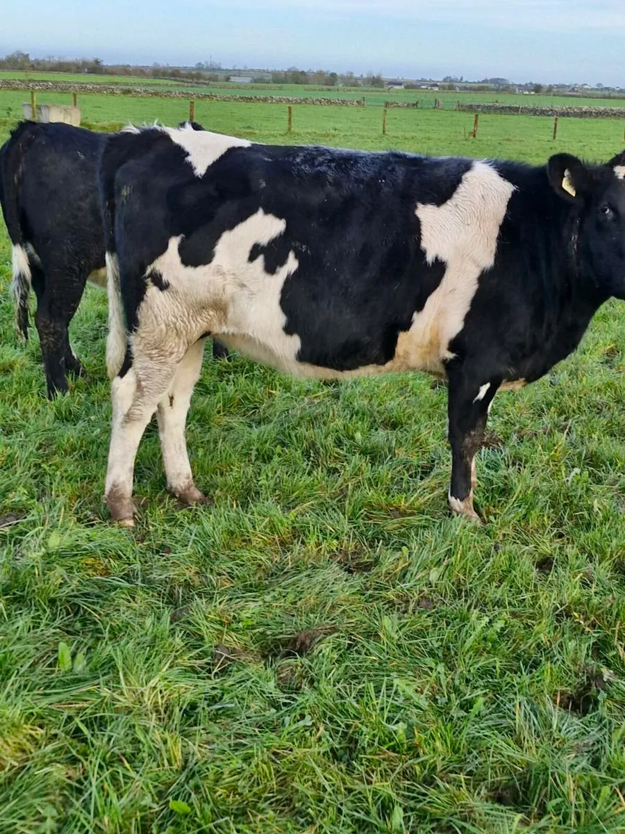 Incalf heifers - Image 3