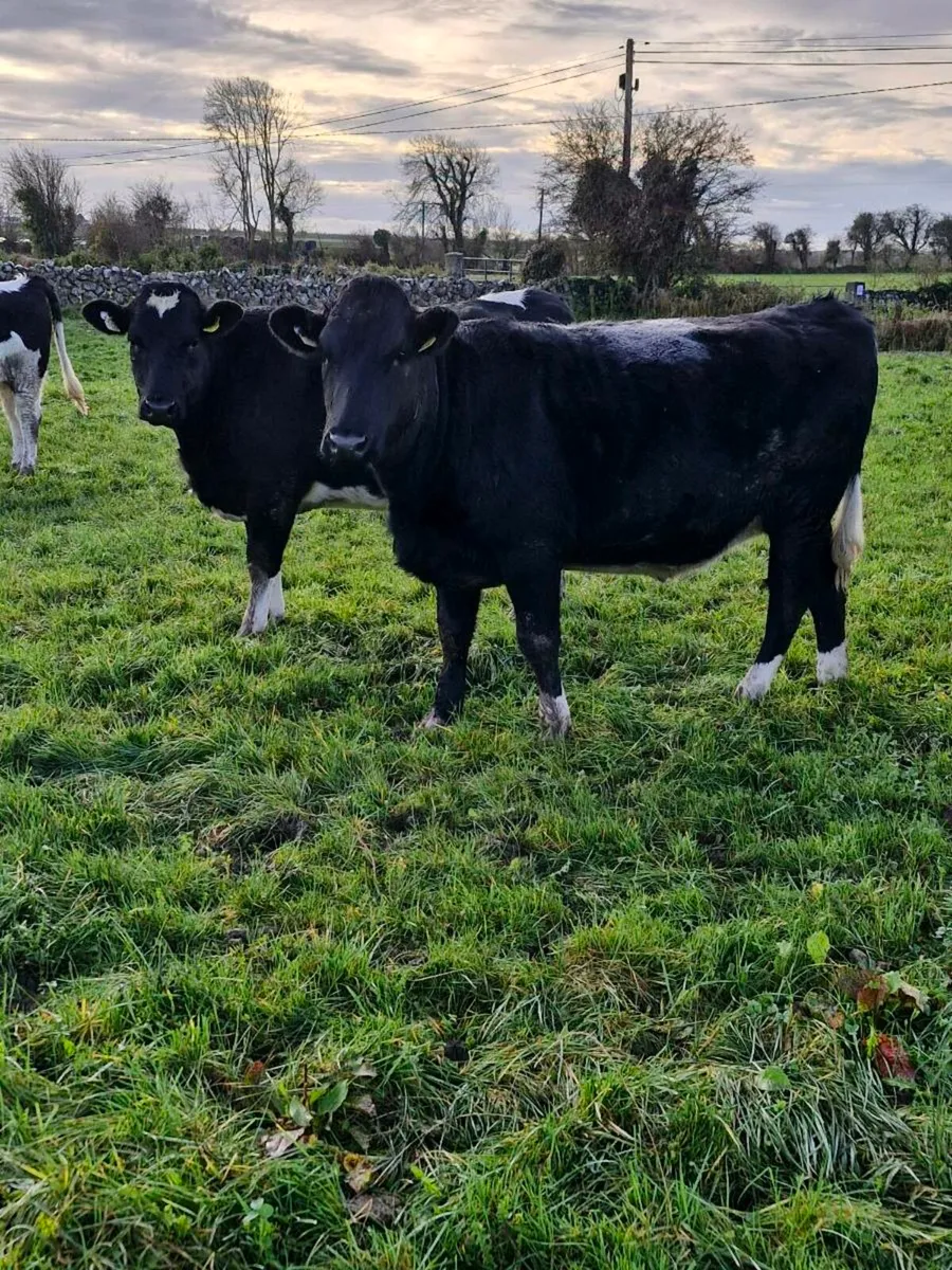 Incalf heifers - Image 1