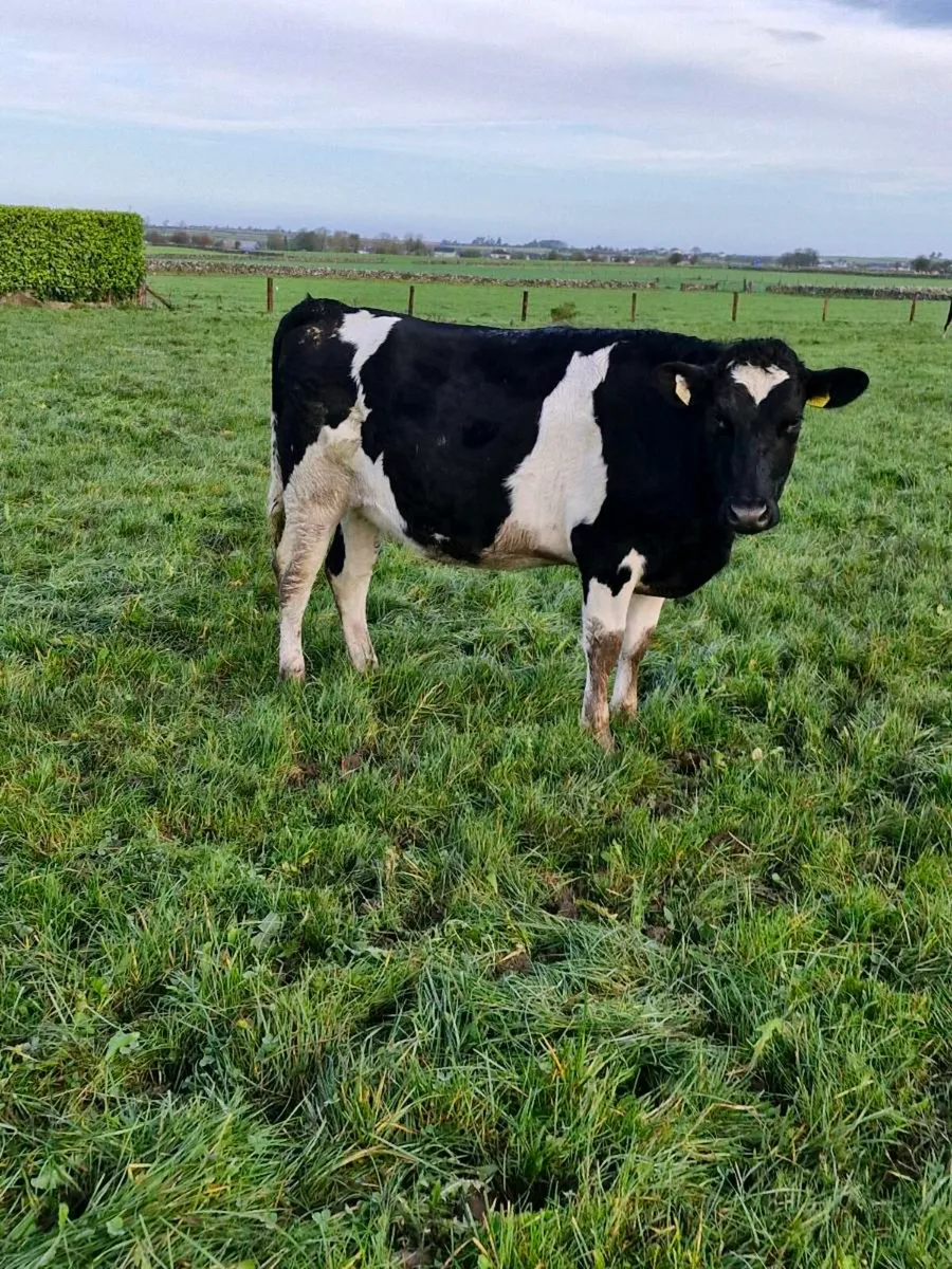 Incalf heifers - Image 4