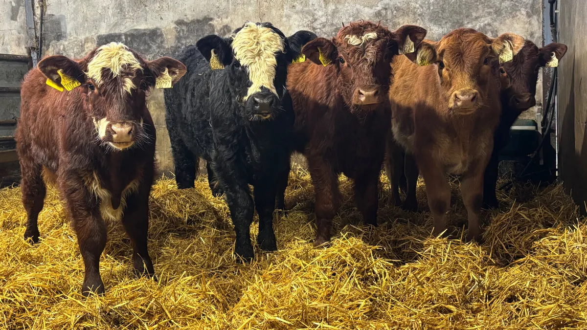 5 Quality Continental Bull Wealings - Image 1