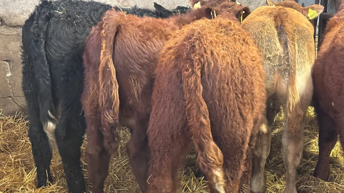 5 Quality Continental Bull Wealings - Image 2