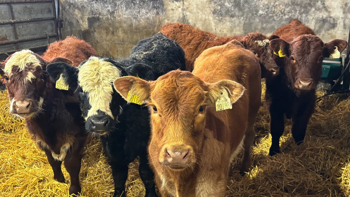 5 Quality Continental Bull Wealings - Image 3