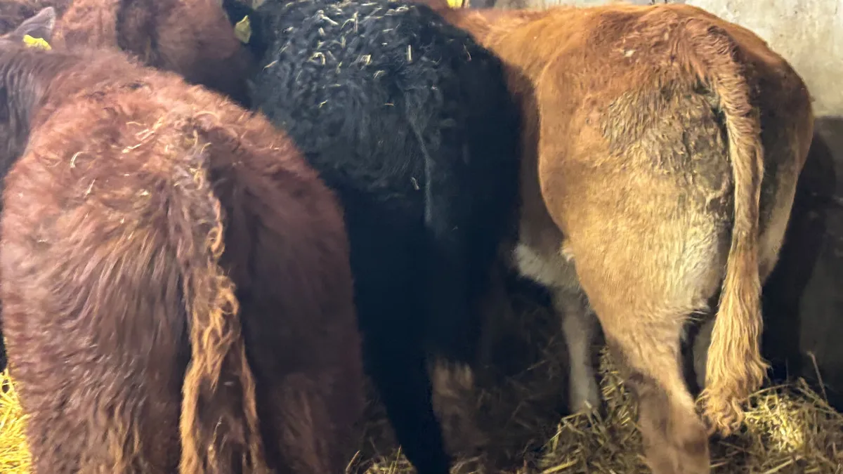 5 Quality Continental Bull Wealings - Image 4