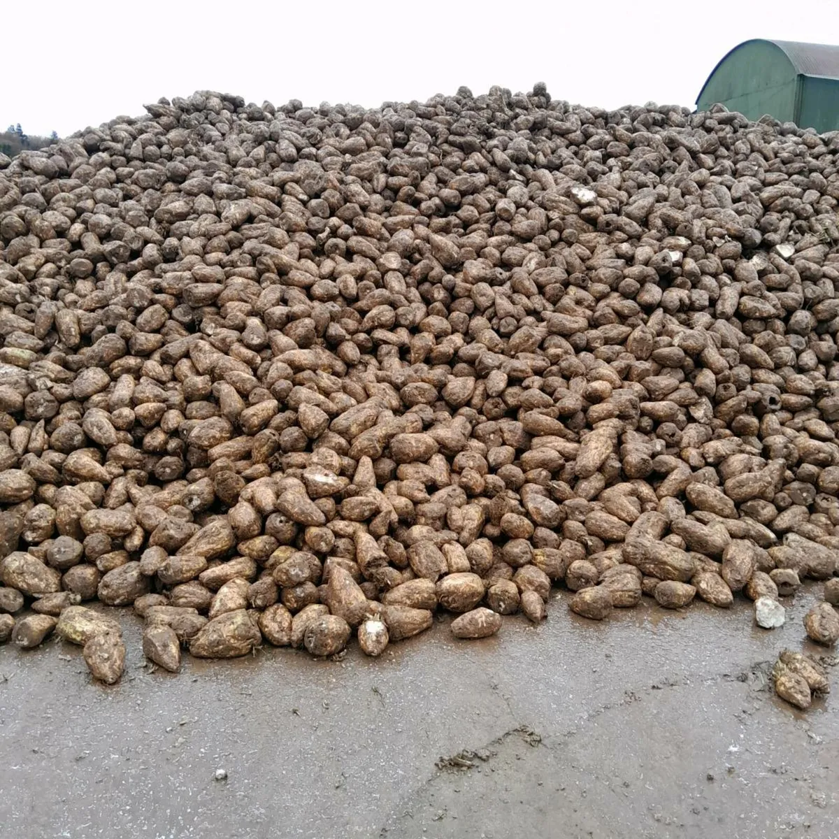 Magnum Fodder Beet For Sale