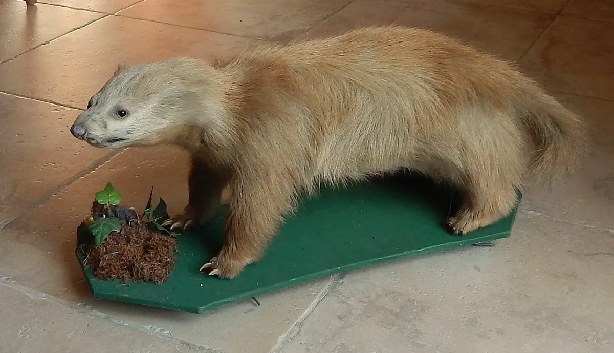 Vintage Taxidermy of a Badger on Wood Base - Image 1