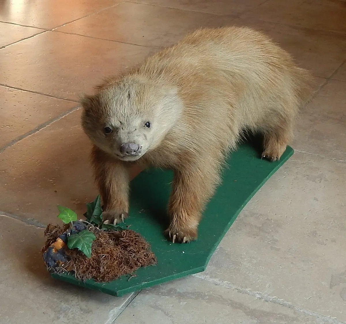 Vintage Taxidermy of a Badger on Wood Base - Image 2