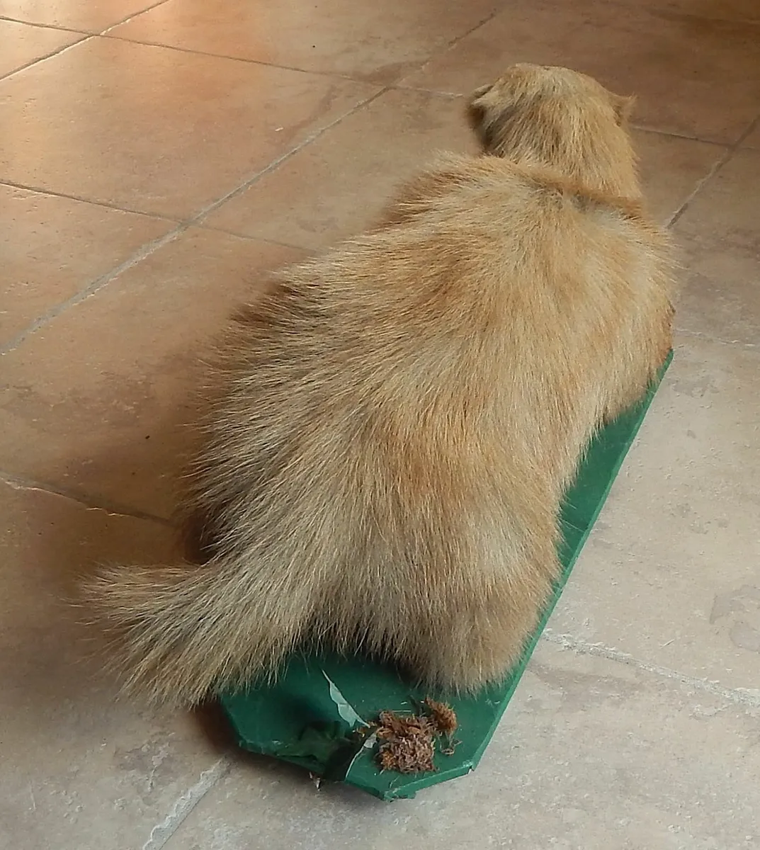 Vintage Taxidermy of a Badger on Wood Base - Image 3
