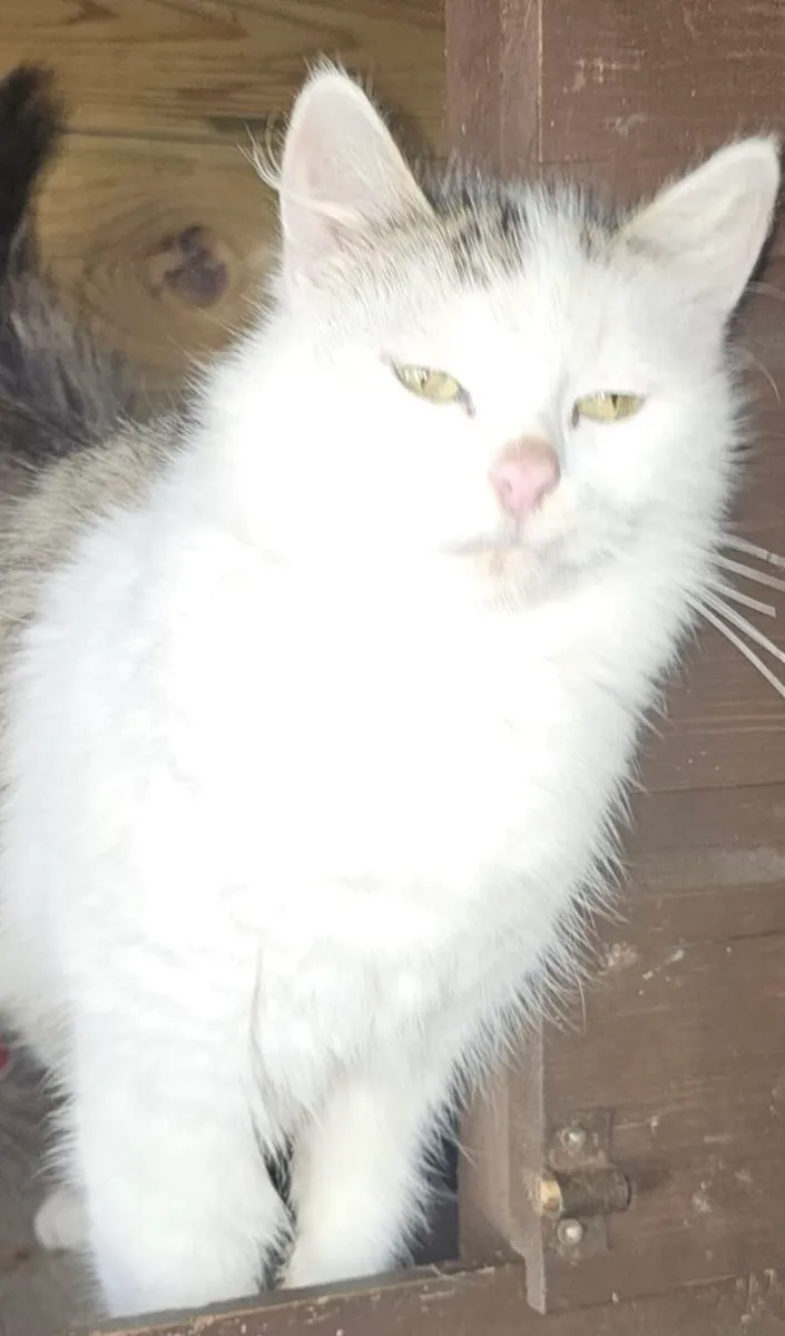 Catstrust adoption and protection. Rescued . - Image 4