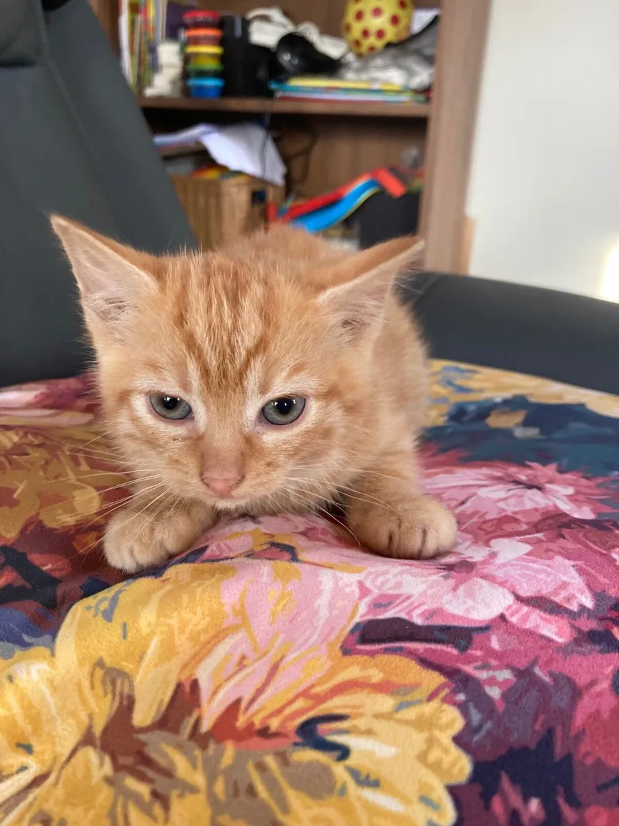Kitten for sale - Image 1