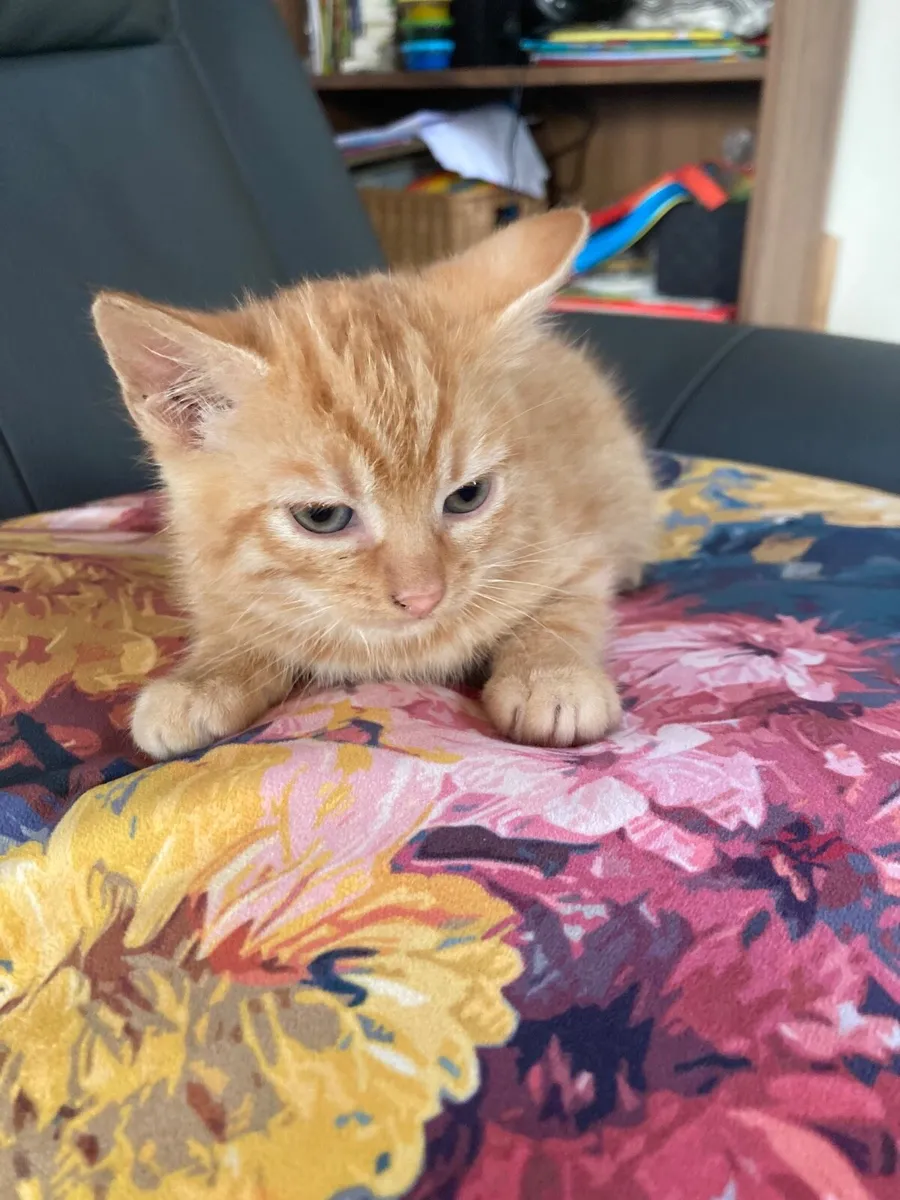 Kitten for sale - Image 2