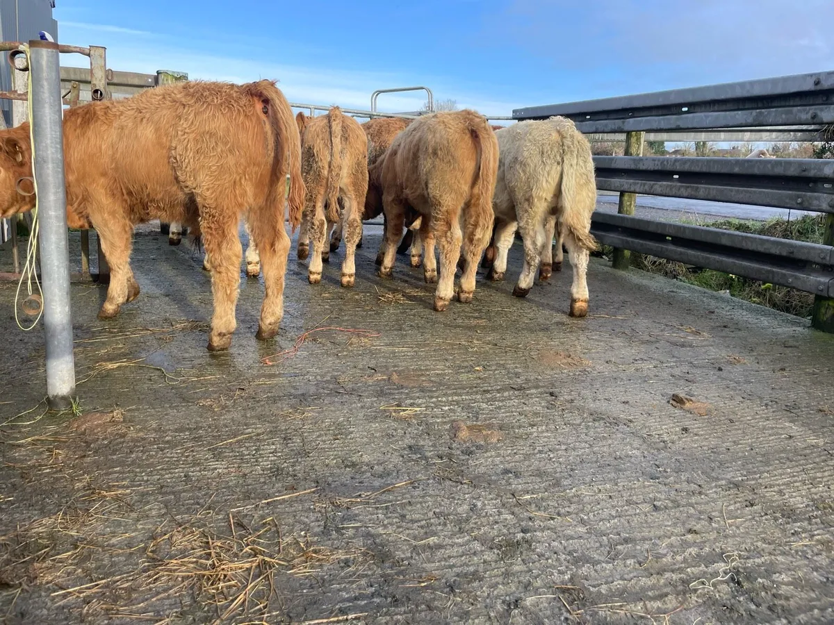 Charlaois Weanlings - Image 1