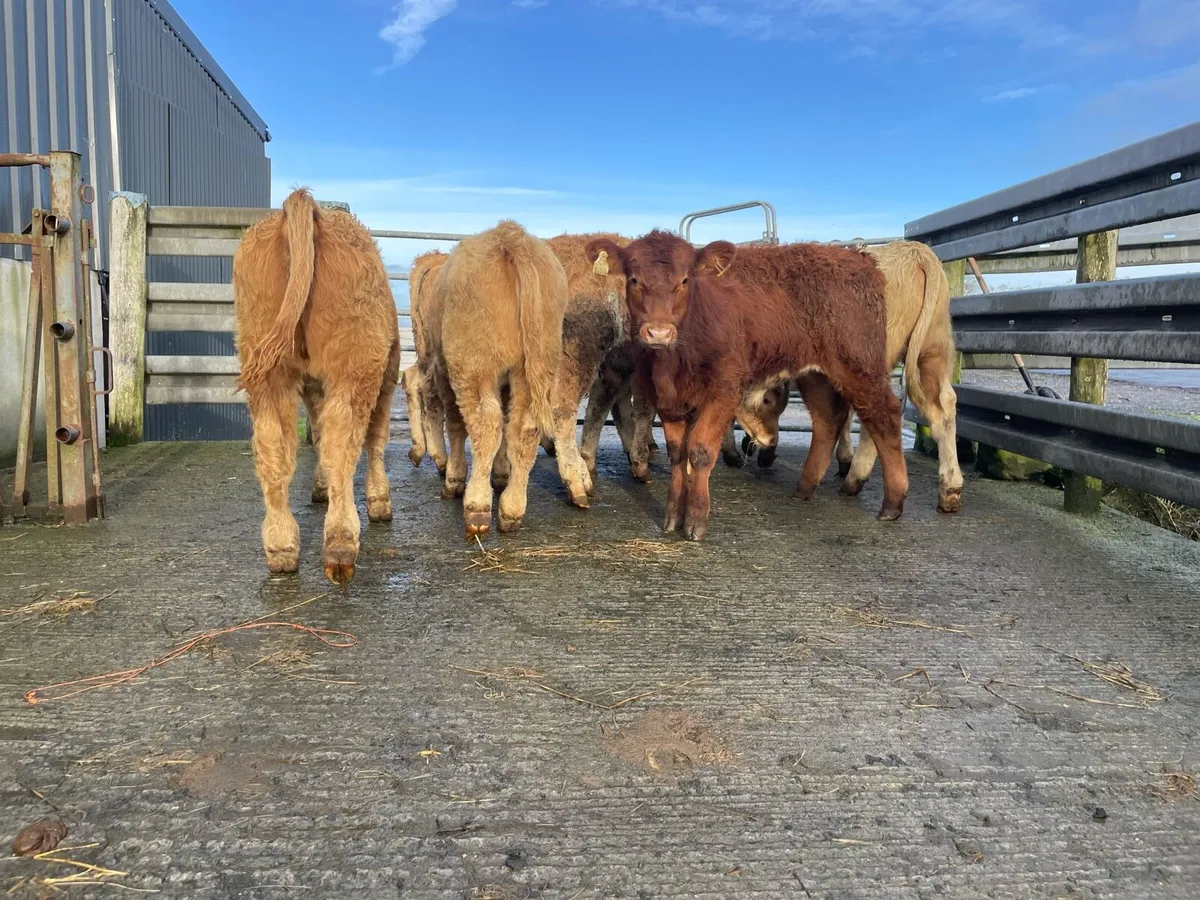 Charlaois Weanlings - Image 2