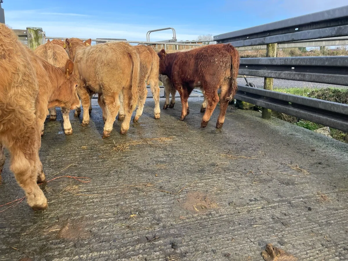 Charlaois Weanlings - Image 3