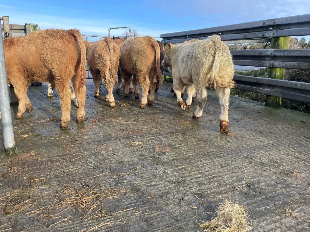Charlaois Weanlings - Image 4