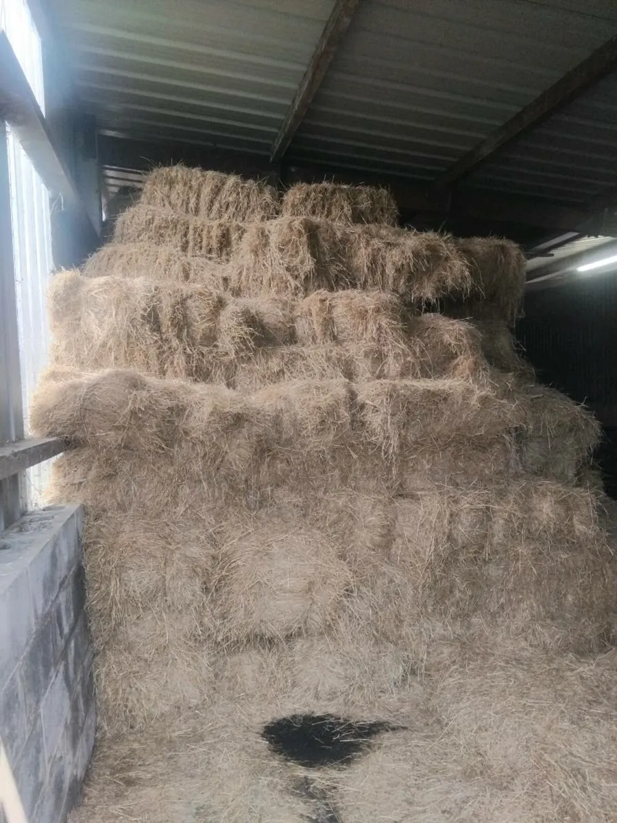 Square bales of hay - Image 1