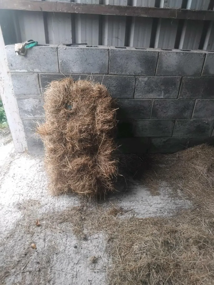 Square bales of hay - Image 2