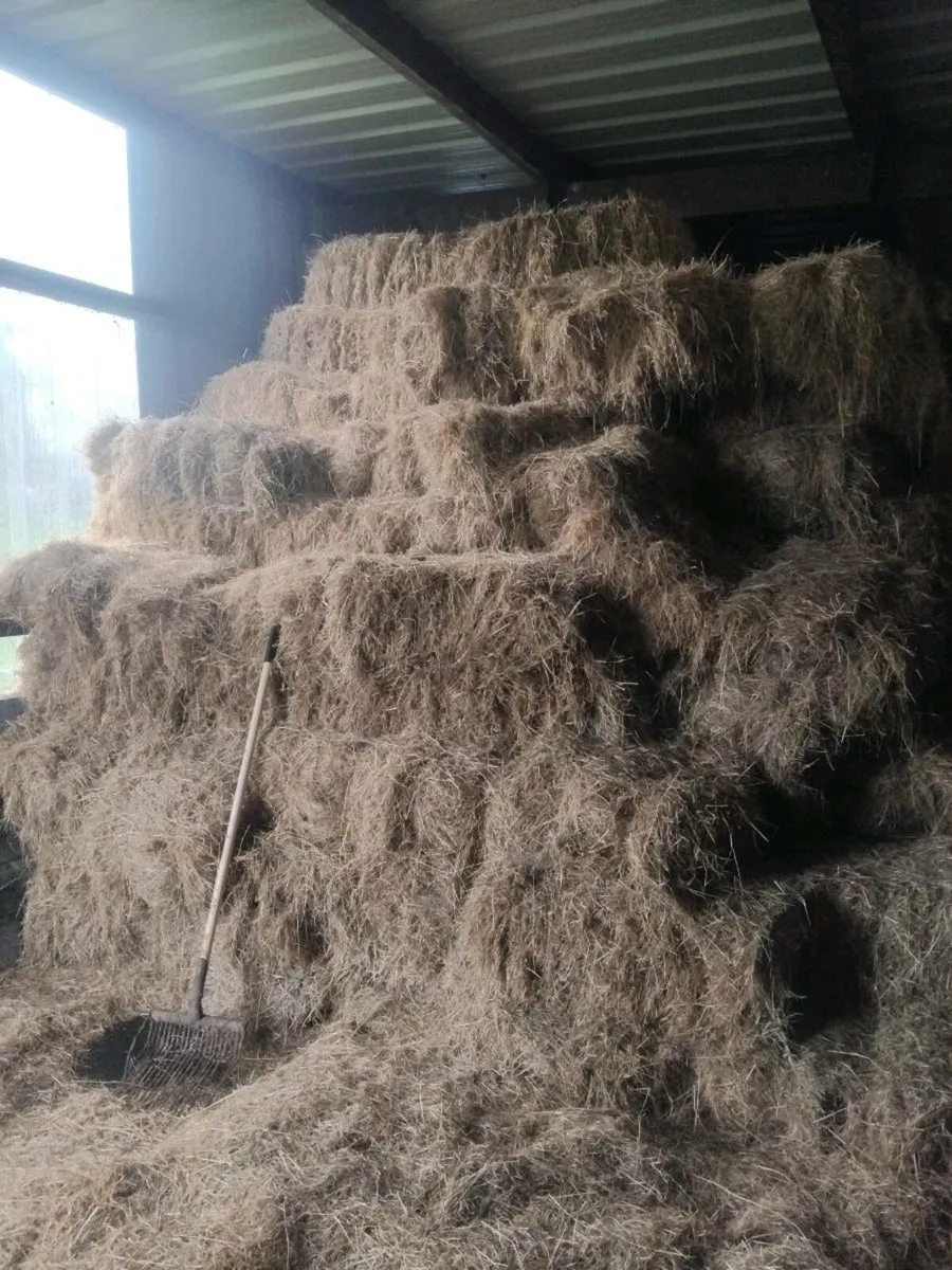 Square bales of hay - Image 3