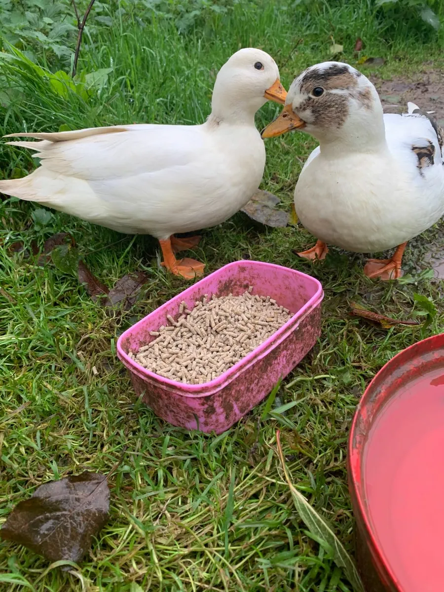 call ducks - Image 1