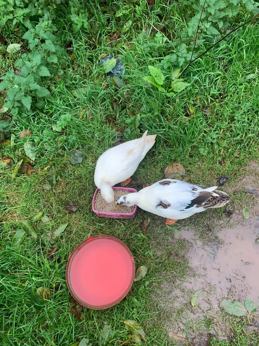 call ducks - Image 2