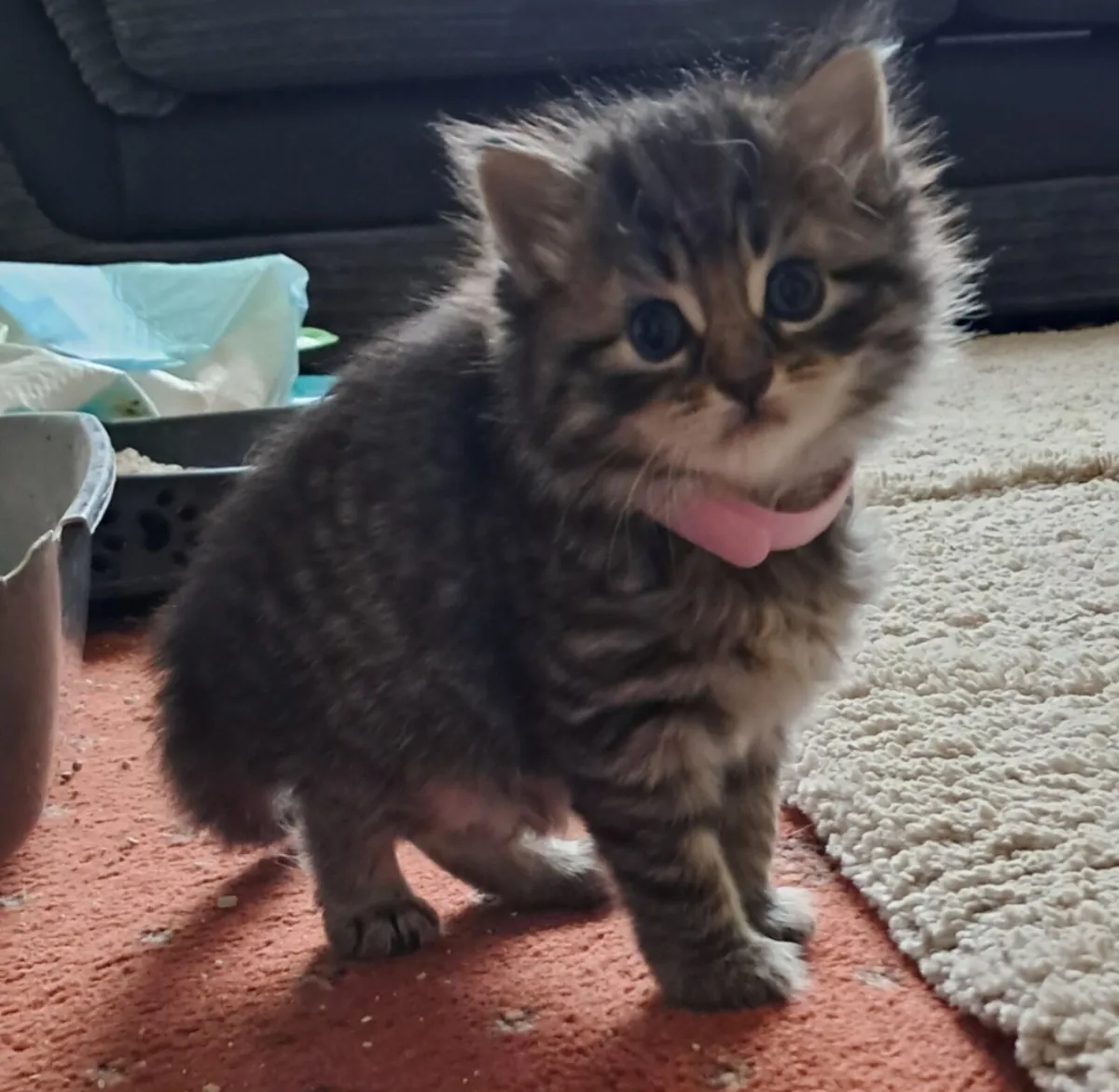 Short and Long Haired Fluffy Kittens - Image 4