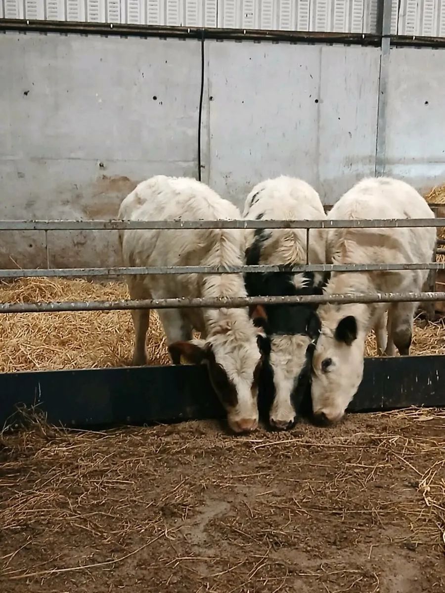 Belgian blue Heifers - Image 1