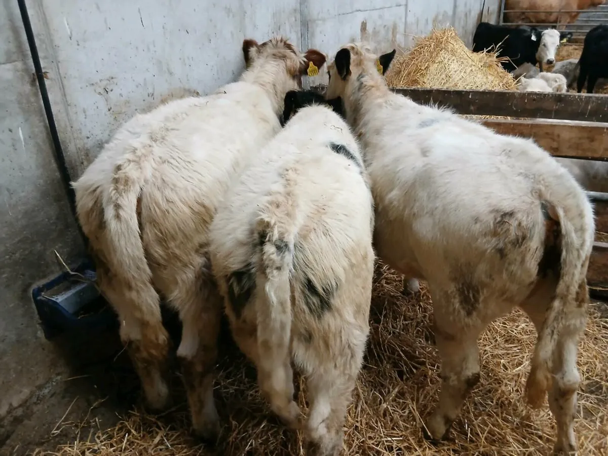 Belgian blue Heifers - Image 2