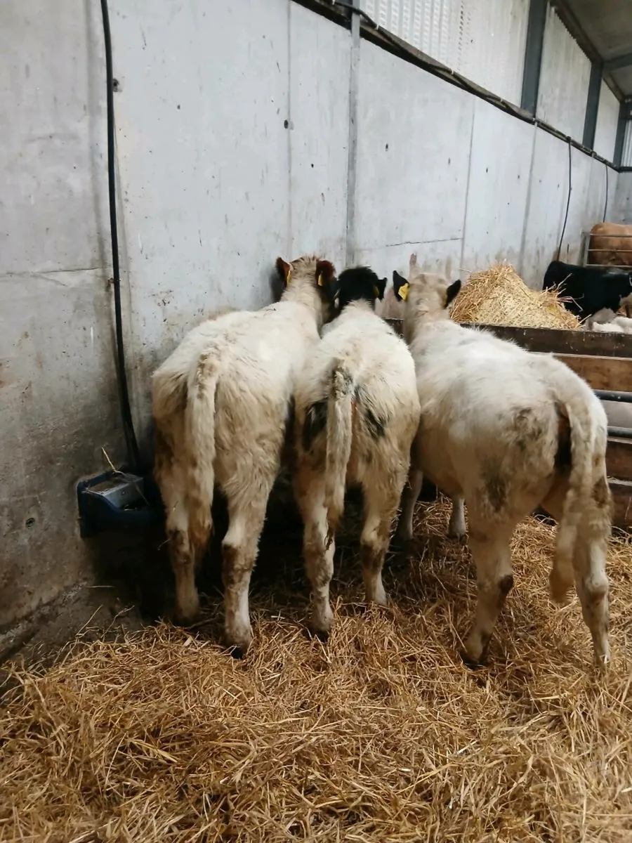 Belgian blue Heifers - Image 3