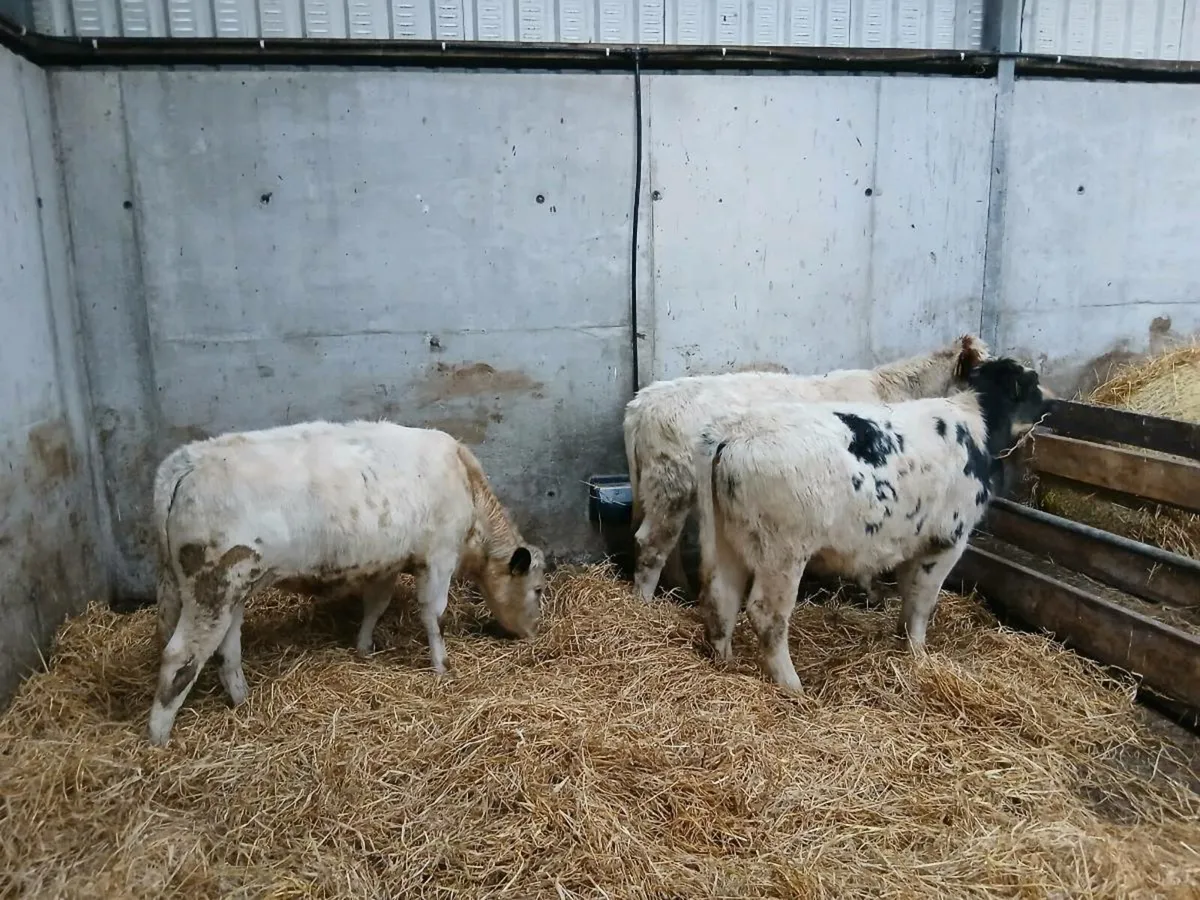 Belgian blue Heifers - Image 4