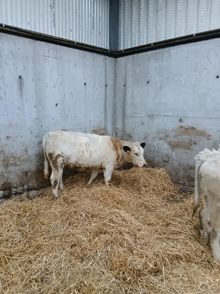 Belgian blue Heifer - Image 1