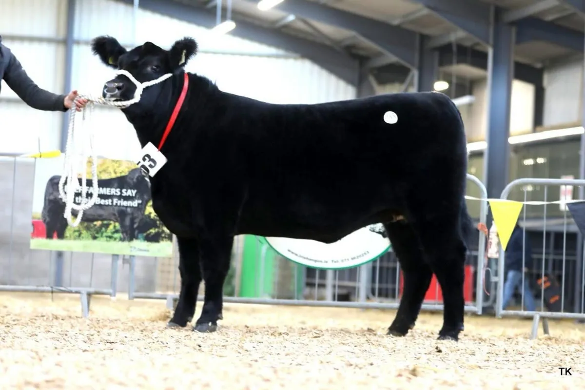 Irish Angus Elite Sale - Image 4