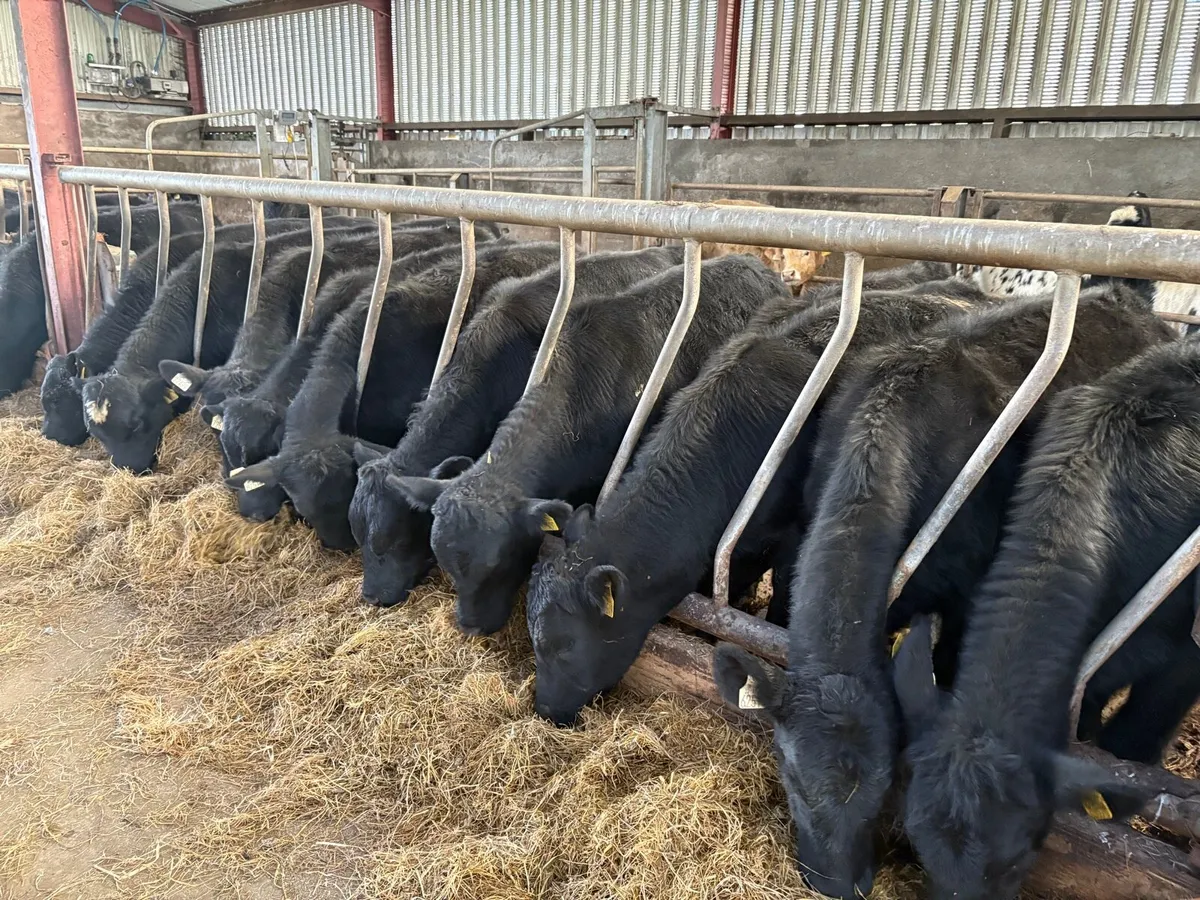 20 Angus weanlings - Image 1