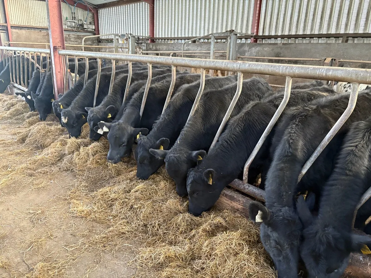 20 Angus weanlings - Image 2