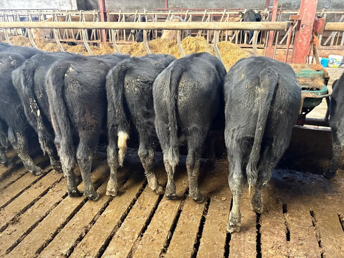 20 Angus weanlings - Image 3