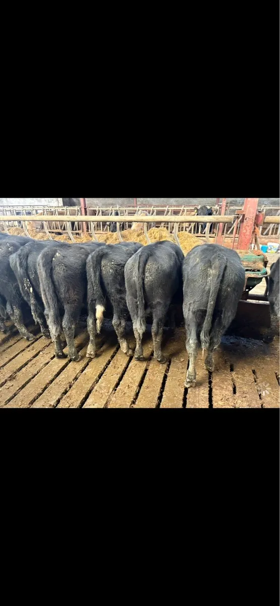 20 Angus weanlings - Image 4