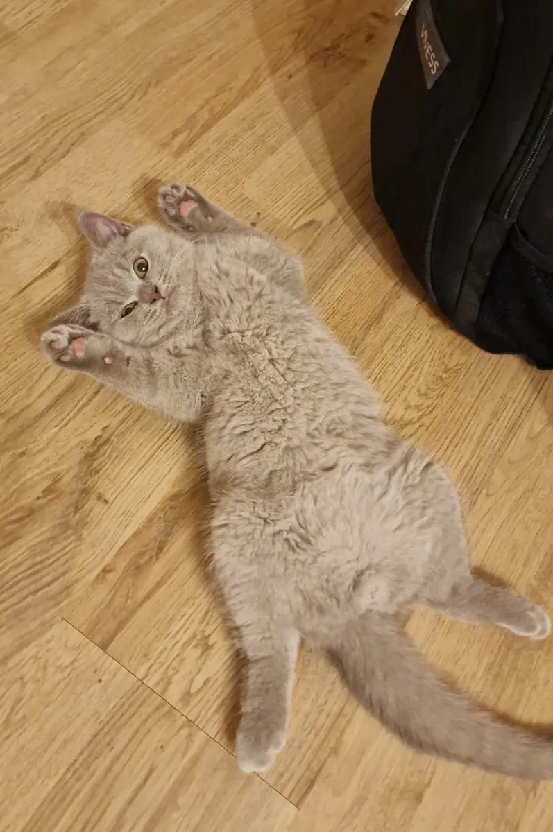 Male British Shorthair Kitten - Image 1